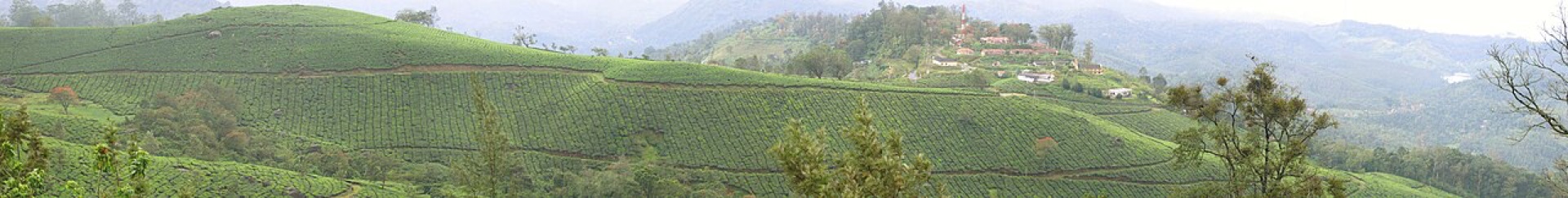 Munnar tea hills